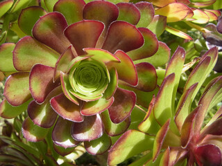 Natura