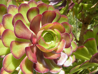 Natura © Steve Fossiant