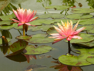 Natura © Steve Fossiant