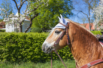 The head of a brown horse, with white mesh on the ears to protect against mosquitoes and flies.