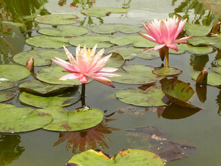 Natura © Steve Fossiant