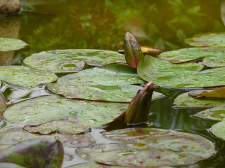 Natura © Steve Fossiant