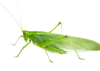 Vibrant Green Katydid Insect Close-Up Photography isolated on white background PNG