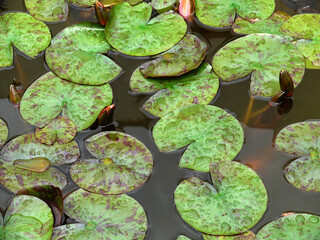 Natura © Steve Fossiant