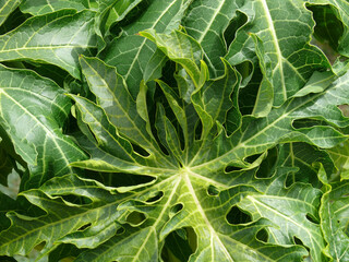 Natura © Steve Fossiant