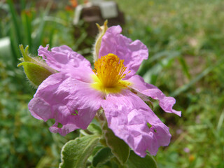 Fototapeta premium Natura