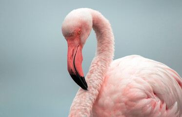 Real photo — close-up of a pink flamingo against a soft blue background. Vivid color contrast and natural detail make this image perfect for nature, wildlife, and design projects