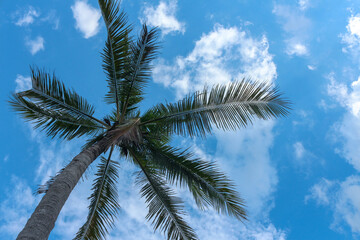 Fototapeta premium coconut palm tree