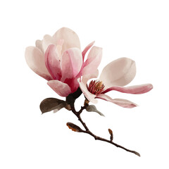 Naklejka premium Delicate magnolia flowers in soft pink hues, showcasing natural beauty against a simple background