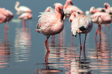 Authentic, real photo of pink flamingos standing gracefully by a calm lake under a clear blue sky. Perfect for nature, wildlife, and travel projects highlighting exotic bird beauty
