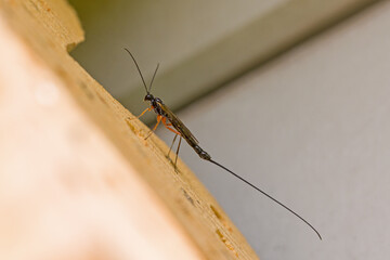 a female sabre wasp with a long tail on a tree trunk, german insect of the year 2025	