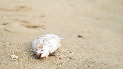 A dead fish lies on the sandy beach, surrounded by grains of sand, highlighting the impact of pollution on marine life.