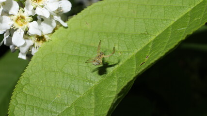 spider on leaf
