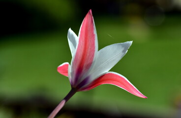 Rot-weiße Blüte einer Damentulpe