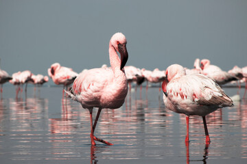 Authentic, real photo of pink flamingos standing gracefully by a calm lake under a clear blue sky....