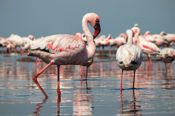Authentic, real photo of pink flamingos standing gracefully by a calm lake under a clear blue sky. Perfect for nature, wildlife, and travel projects highlighting exotic bird beauty