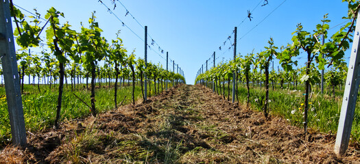 Mulched rows of vines growing in vineyard on sunny day