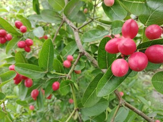 Bright red berries on a green leafy background. Colorful,eaf, no people, art, illustration, red,...