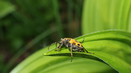 bug on leaf