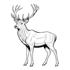 A black and white stag illustration line art of a coloring page 