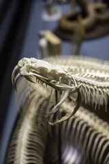 Skeleton of a poisonous snake