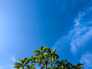 The vibrant blue sky dominating the frame, with a few soft, wispy white clouds scattered across its expanse. In the lower, fresh green leaves from a tree branch extend into the scene.