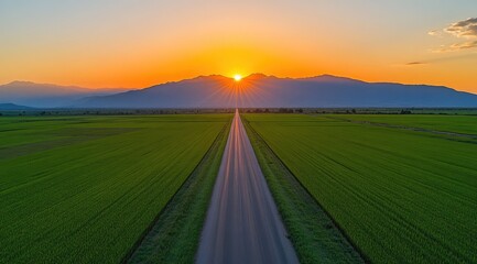 Sunset highway through vibrant paddy fields