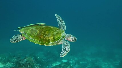 Green turtle underwater swimming in the current. Turtle in the sea. Scuba diving in the tropical ocean with marine wildlife. Underwater sea turtle and remora. Marine life 