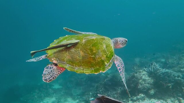Green turtle with parasite on the shell swimming in the sea. Turtle underwater. Scuba diving with marine turtle and remora.