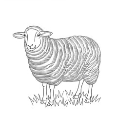 A black and white sheep illustration line art of a coloring page 