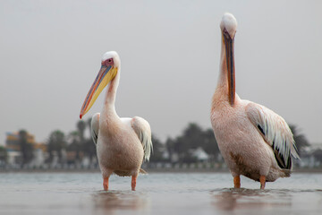 African wild birds. Great pelicans on the blue lagoon on a summer morning