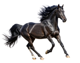 A graceful light brown stallion depicted mid-run from a side angle, with strong legs extended and tail flowing, energetic and majestic, isolated on a transparent background.