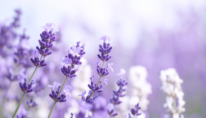Obraz premium ラベンダーの花が風に流れるように漂いながら背景に溶け込む構成、淡い紫と白が溶け合う癒し系の幻想背景_ 55501.jpg 