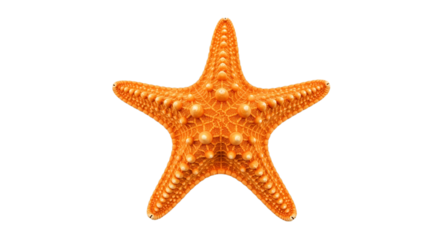 A orange starfish isolated on transparent background, cut out png