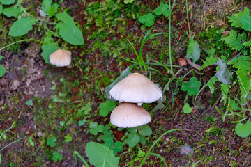 苔むした地面に生える野生のキノコ