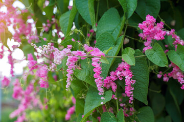 Mexican Creeper is a small creeper with long leaf stalks and heart-shaped leaves. It flowers in clusters along the branches. The flowers are pink and the shape of the flowers resemble a small heart.