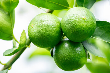 Green lemons is citrus  fruits on a branch with nature background. Green Lemons tree in the garden with daylight. Fresh green lime fruit hanging from branch.