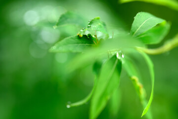 水滴の景色の接写

