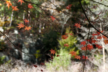 秋の雨後の渓谷竹谷山道散策