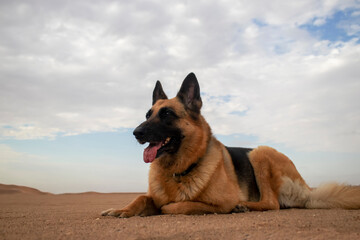 Real photo of a German Shepherd standing on Namib Desert sand at sunset. Dramatic cloudy sky and golden light capture a natural, unstaged moment — not AI-generated