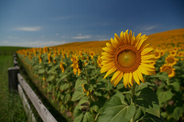 Fototapeta premium Vibrant Sunflower Bloom Photograph