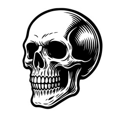 Hand drawn sketch of anatomical skull. Engraving vintage vector illustration