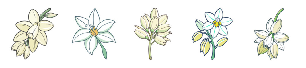 yucca flower icon, yucca flower line art