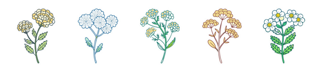 yarrow flower icon, yarrow flower line art 