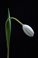 白いチューリップの花の蕾