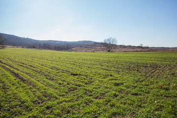Cultivated Green Field with Lone Tree Under Clear Blue Sky – Serene Rural Landscape, Agricultural Growth, Seasonal Contrast