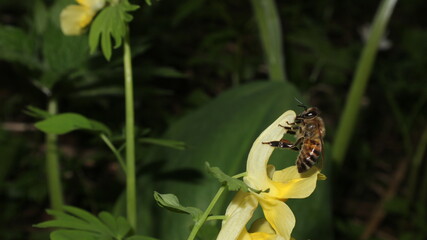bee on a flower