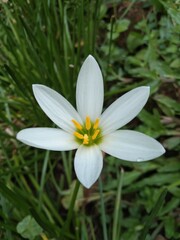 Zephyranthes candida flower,zephyrlily,white windflower,white rain lily and peruvian swamp...