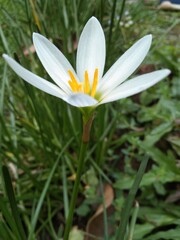 Zephyranthes candida flower,zephyrlily,white windflower,white rain lily and peruvian swamp...