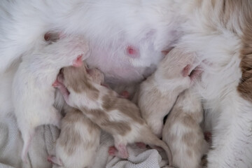 Five Newborn Ragdoll kittens feeding from their mother.